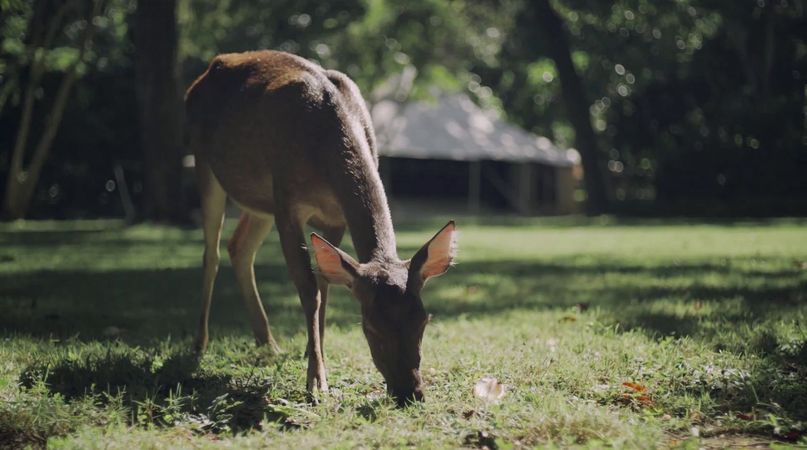 a deer eating grass in a field with trees in the background