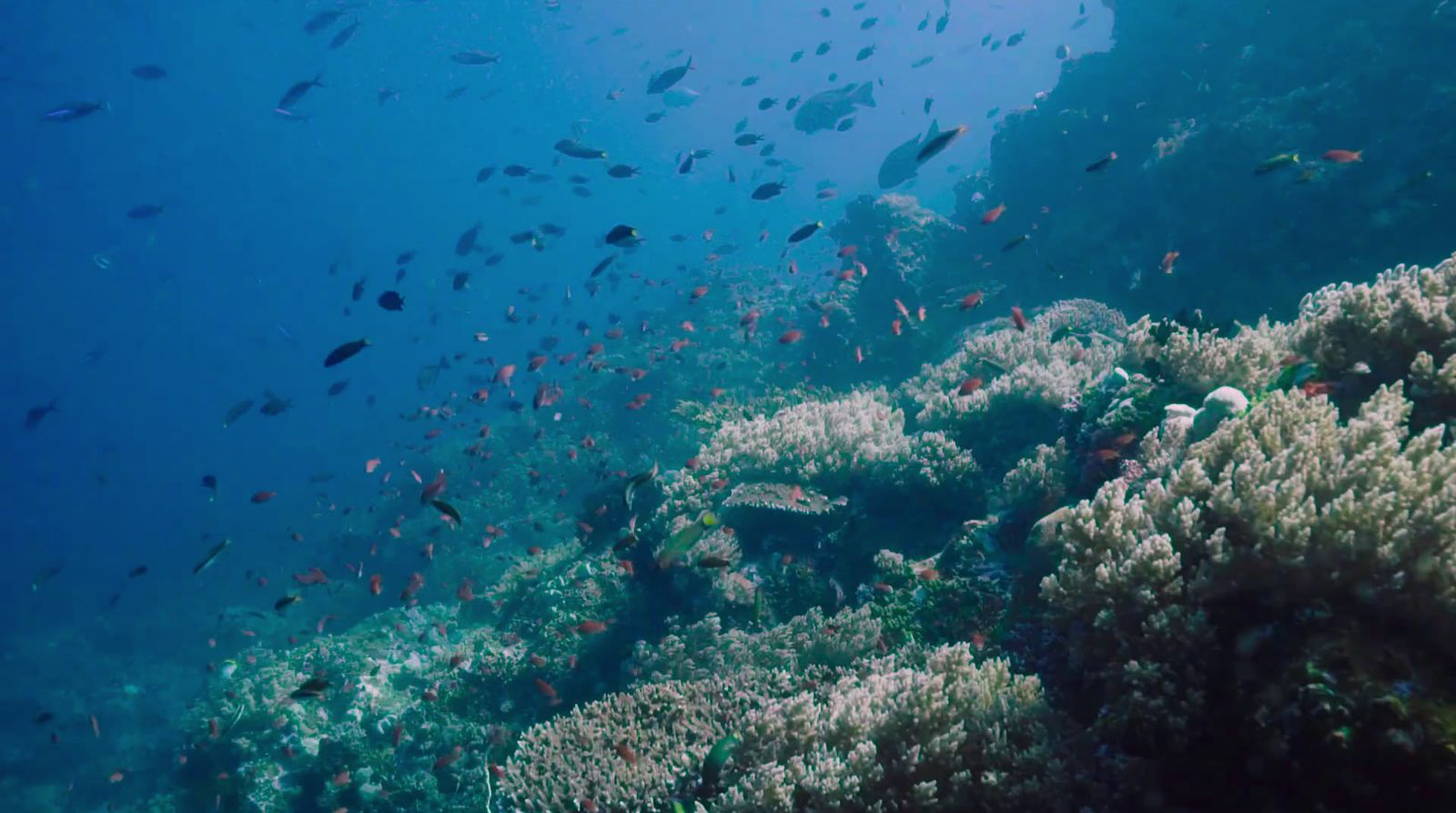 a large group of fish swimming over a coral reef