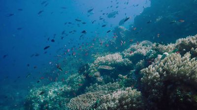 a large group of fish swimming over a coral reef