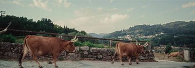 a couple of brown cows standing next to a stone wall