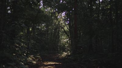 a dirt path in the middle of a forest