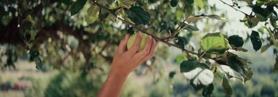 a hand reaching up to a tree branch