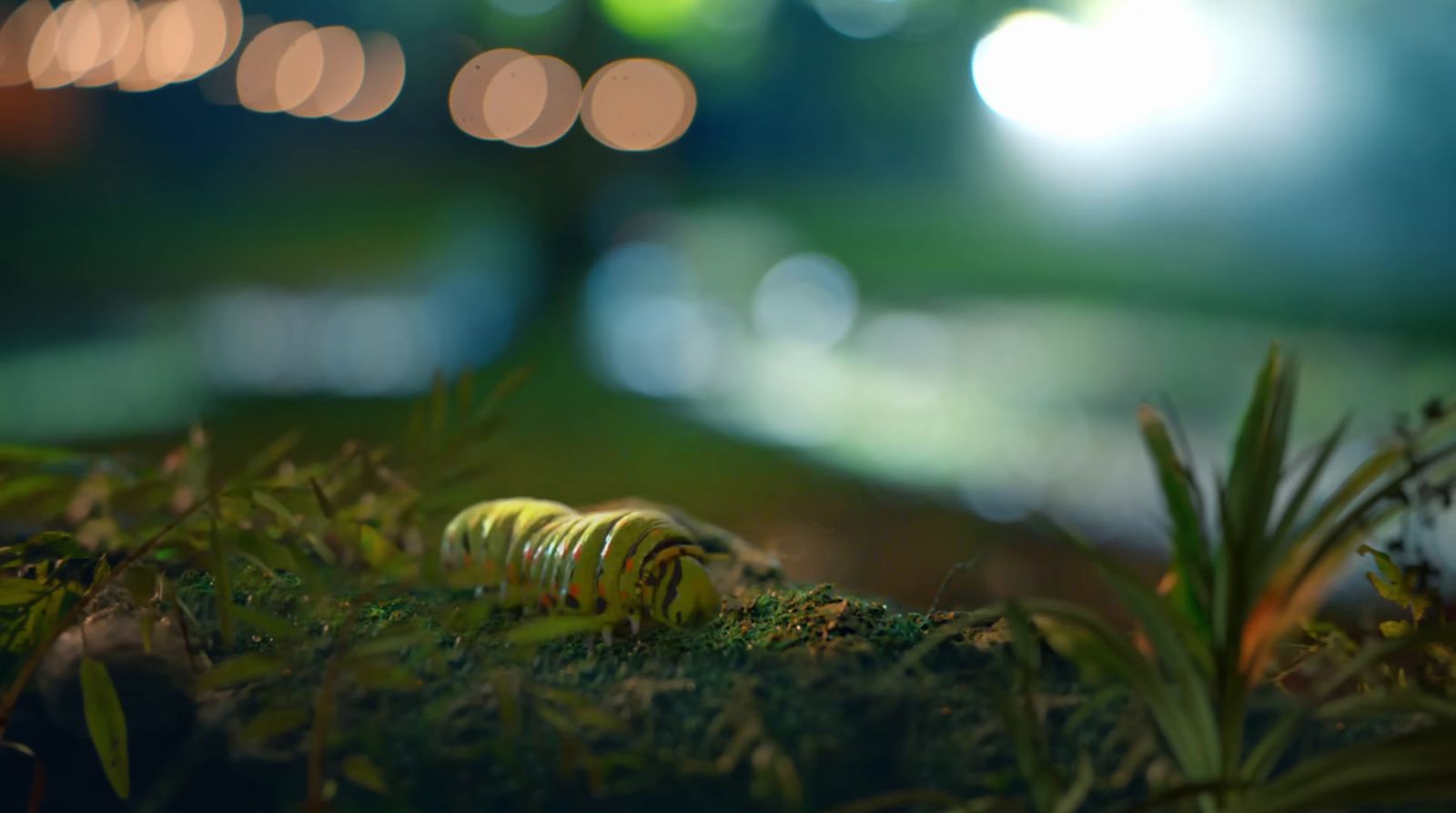 a close up of a caterpillar on the ground