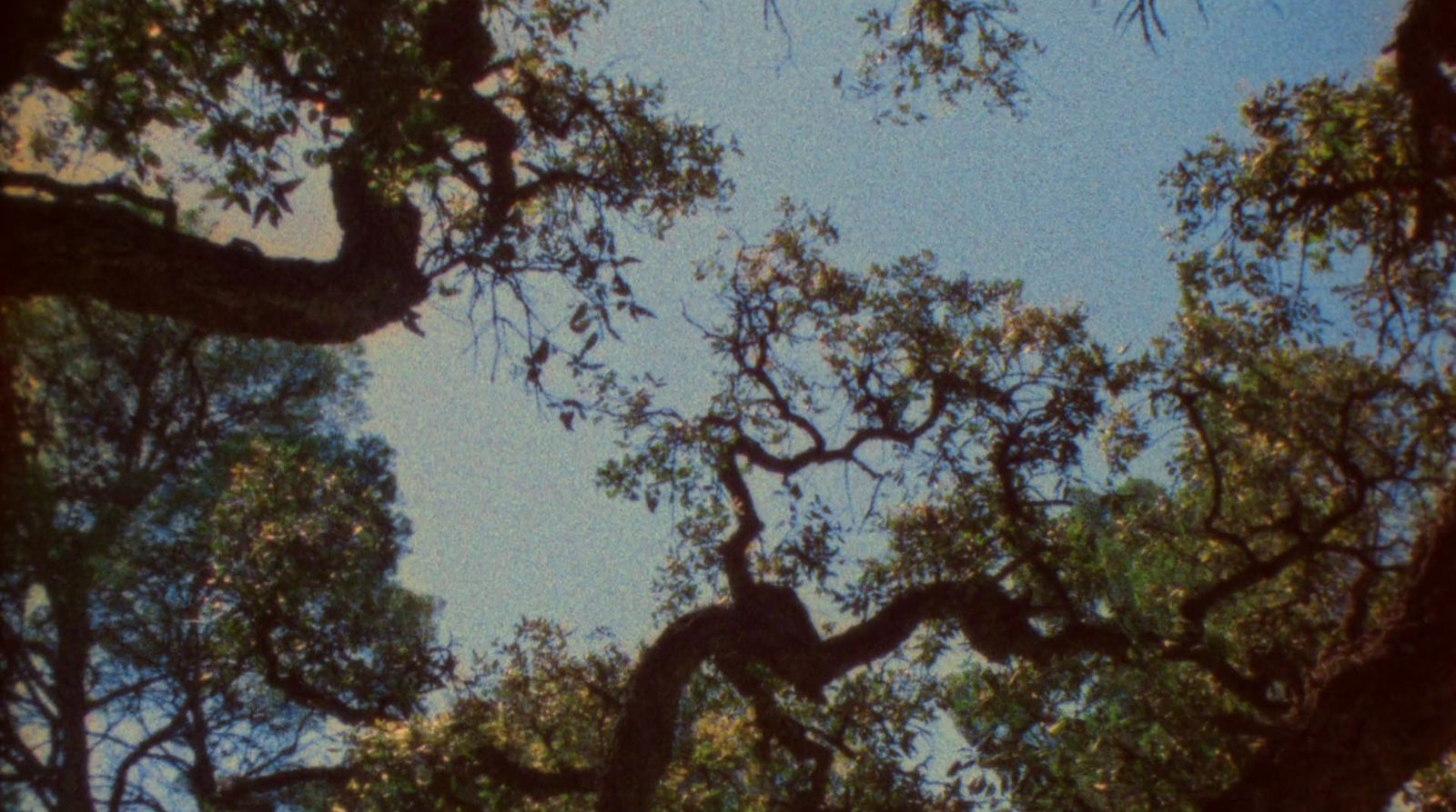 looking up at the branches of a large tree