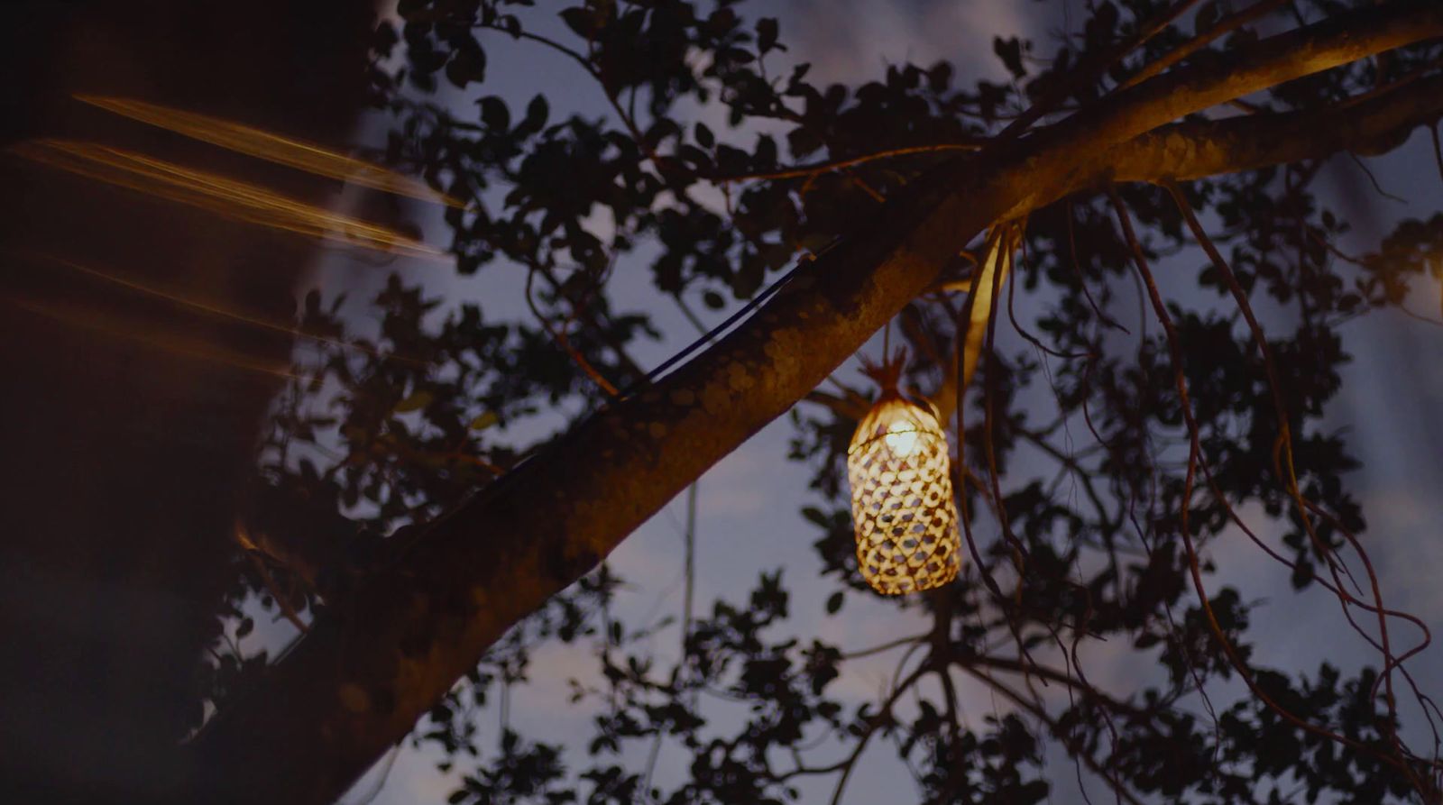 a lantern hanging from a tree branch at night