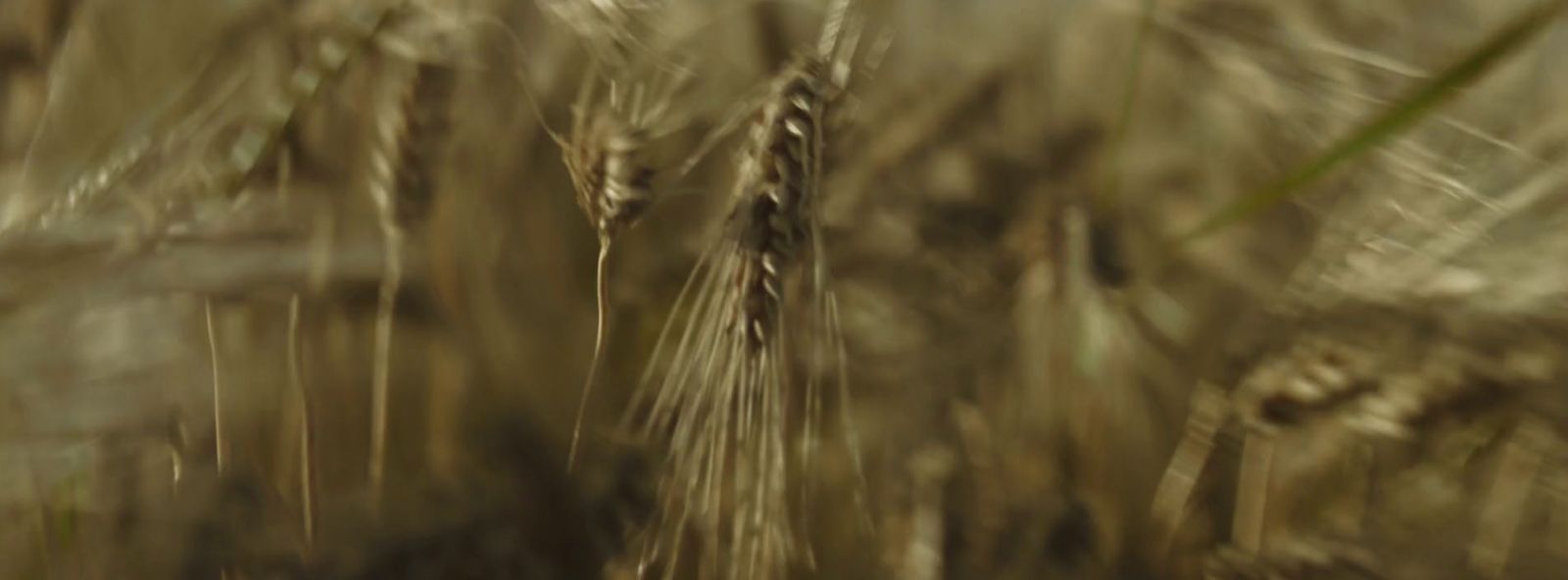 a blurry photo of a field of wheat