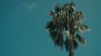 a palm tree with a blue sky in the background