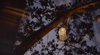 a lantern hanging from a tree at night