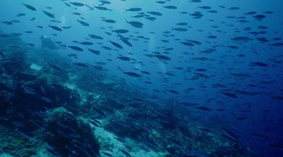 a large group of fish swimming over a coral reef