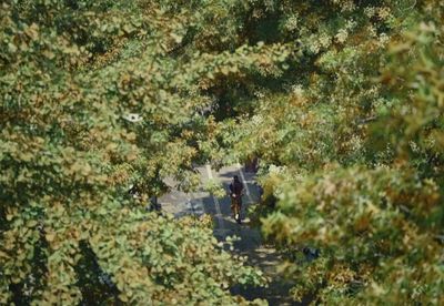 a couple of people walking through a forest