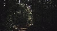 a dirt path in the middle of a forest