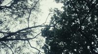 looking up at the tops of trees in a forest