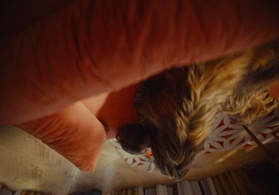 a cat laying on top of a bed next to a pillow