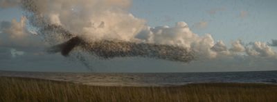 a large flock of birds flying over a body of water