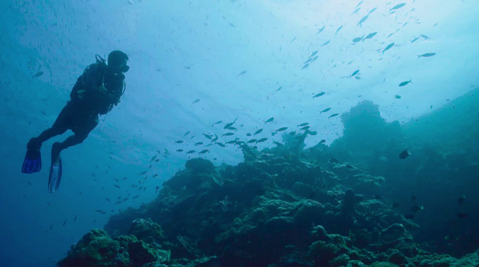 a man swimming in the ocean with a lot of fish