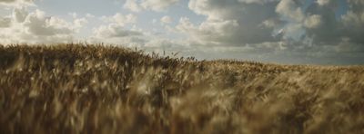 a field of wheat under a cloudy sky