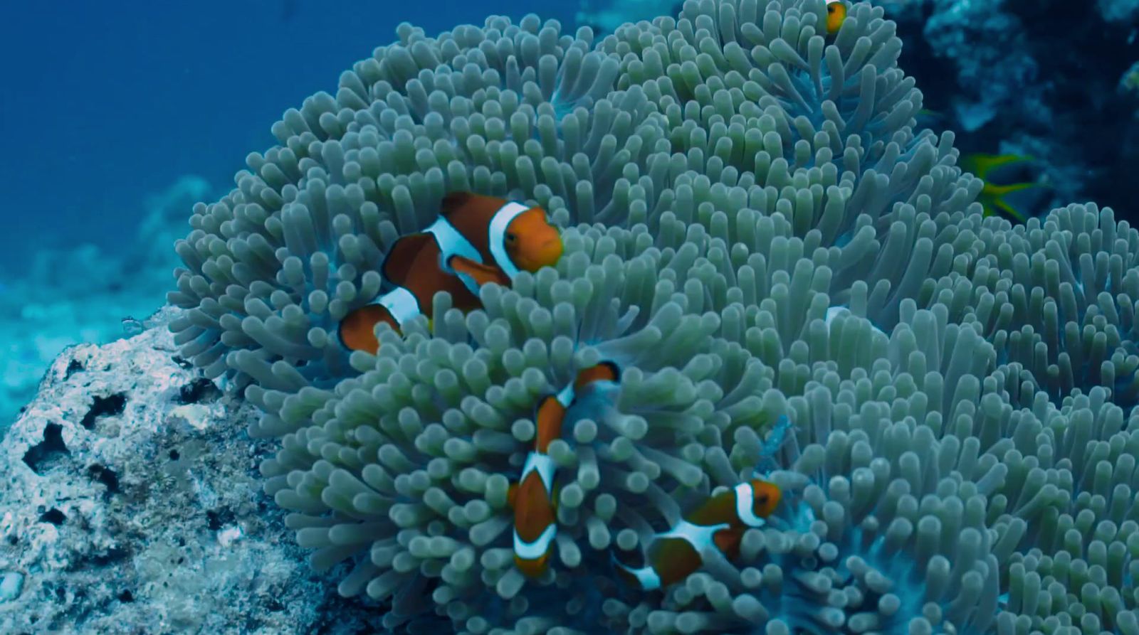 a couple of clown fish swimming around a coral