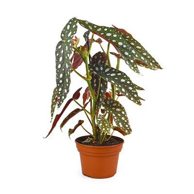 a potted plant with white dots on it