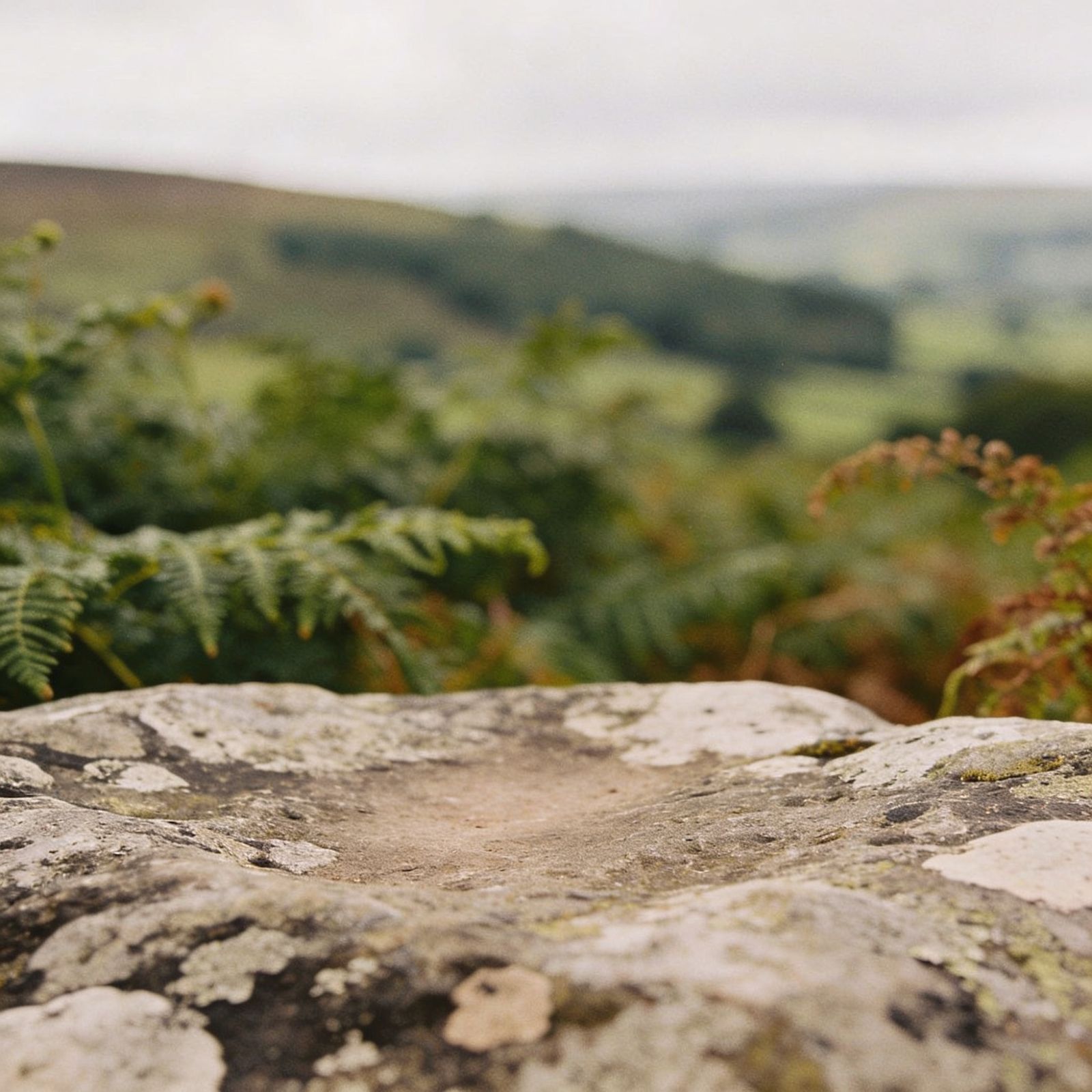 a bird perched on top of a large rock