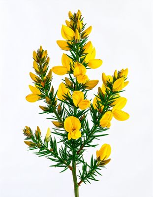 a plant with yellow flowers on a white background