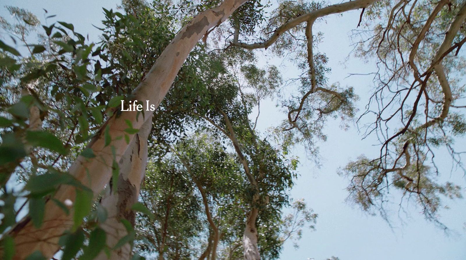 looking up at the tops of tall trees