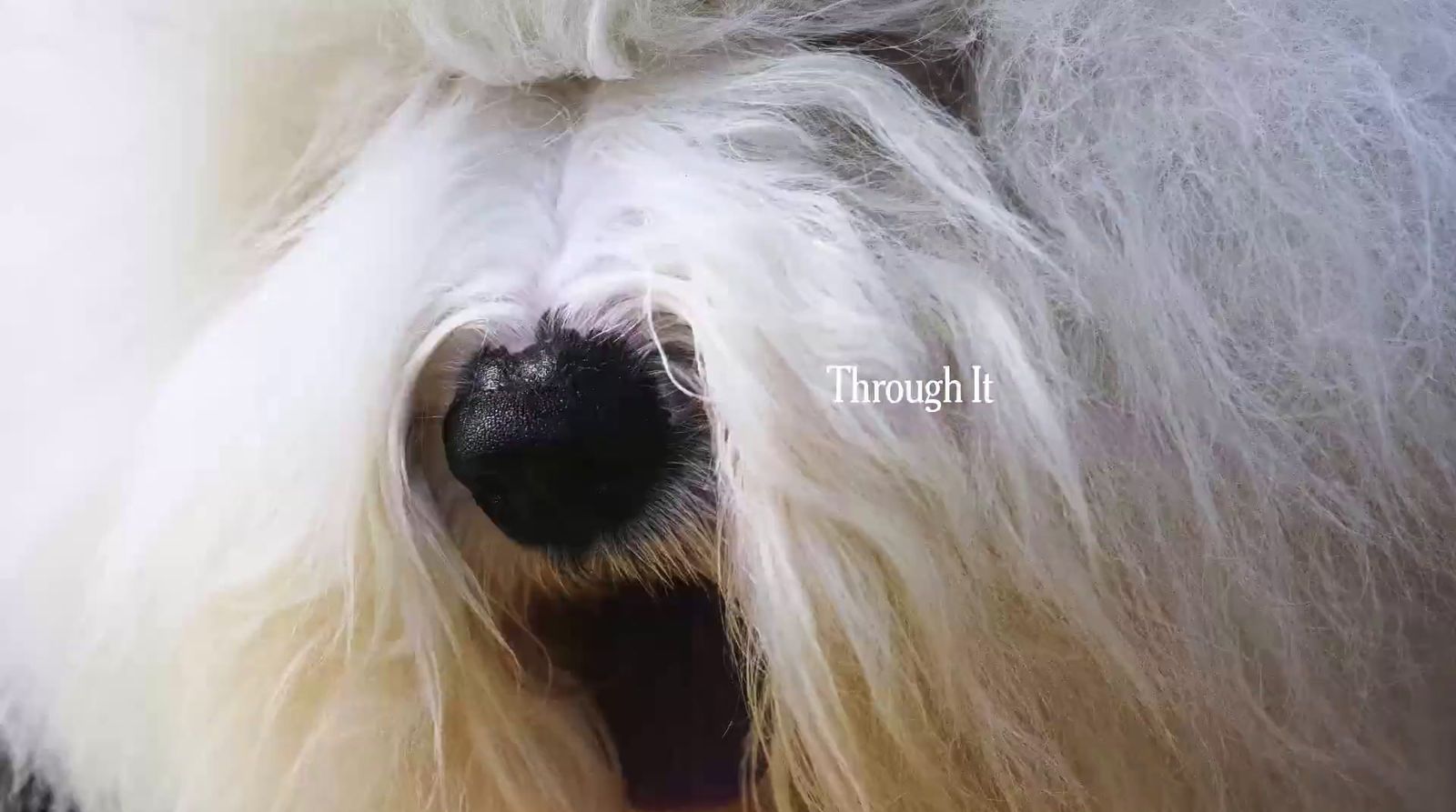 a close up of a dog's face with its mouth open