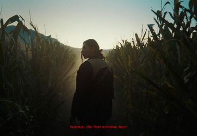 a person standing in the middle of a corn field