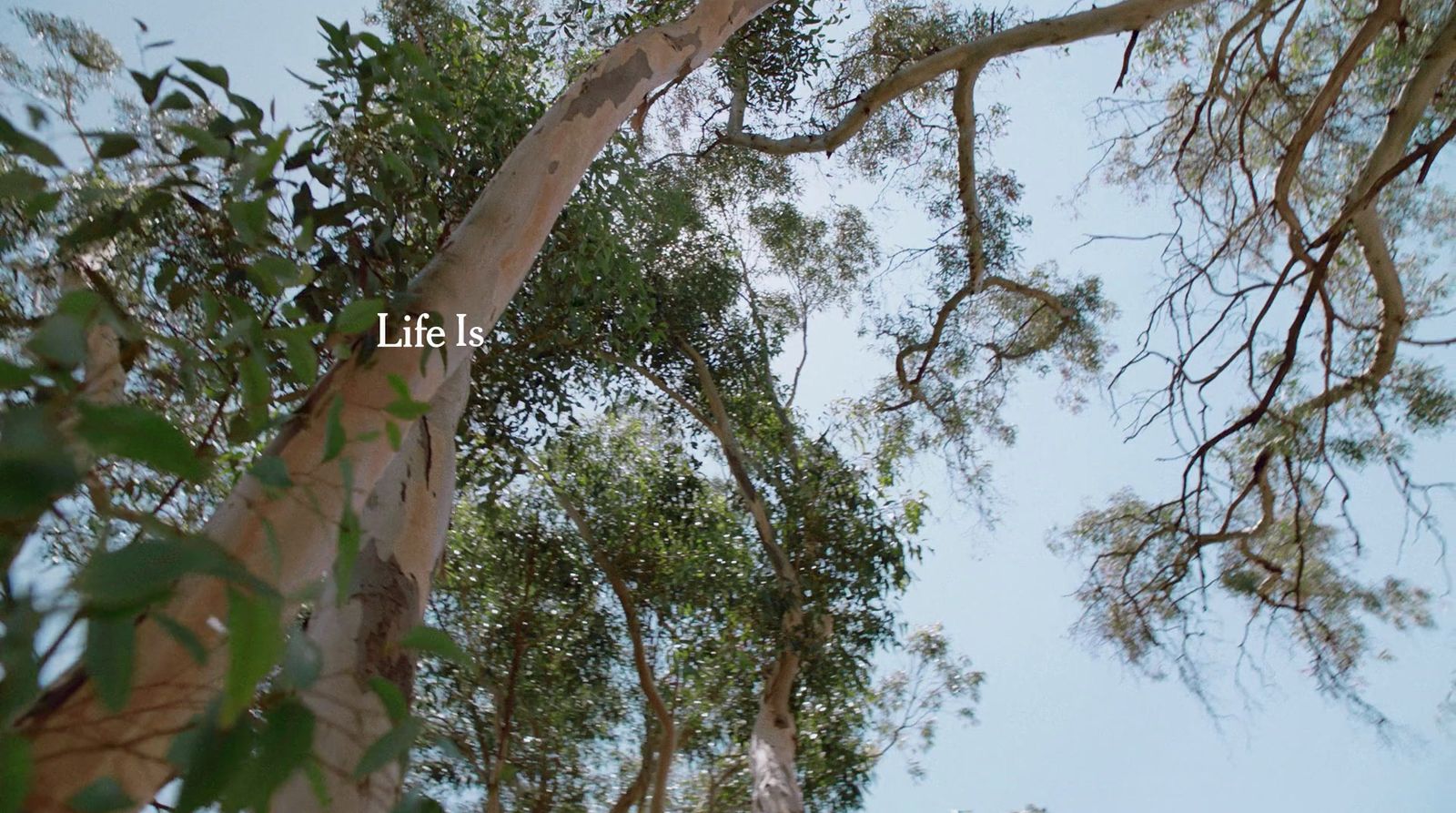 looking up at the tops of tall trees