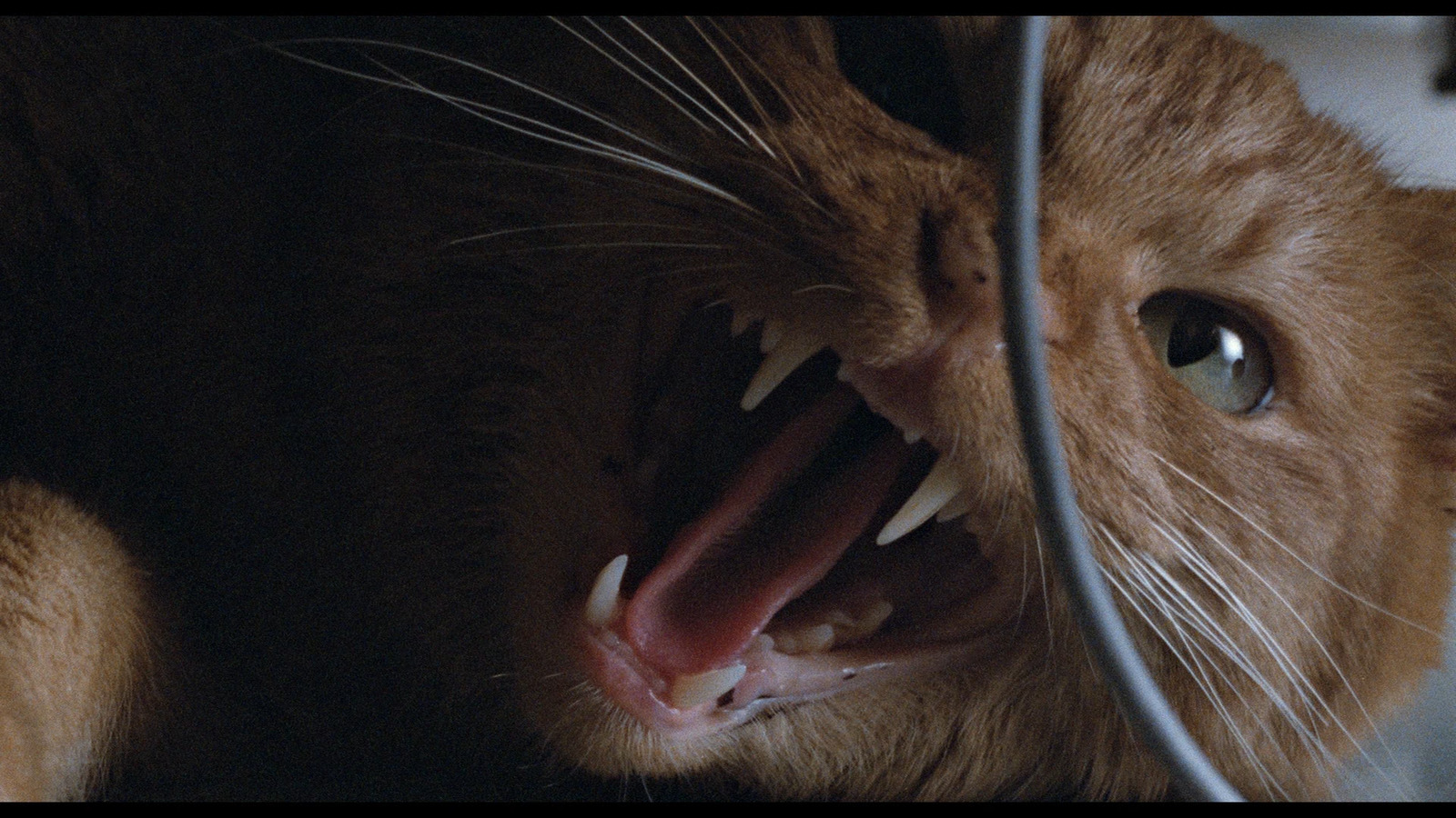 a close up of a cat with its mouth open