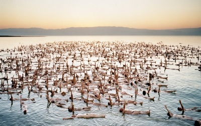 a flock of birds floating on top of a body of water