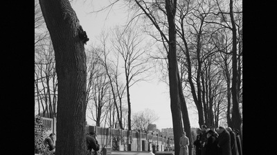 a group of people standing around a tree