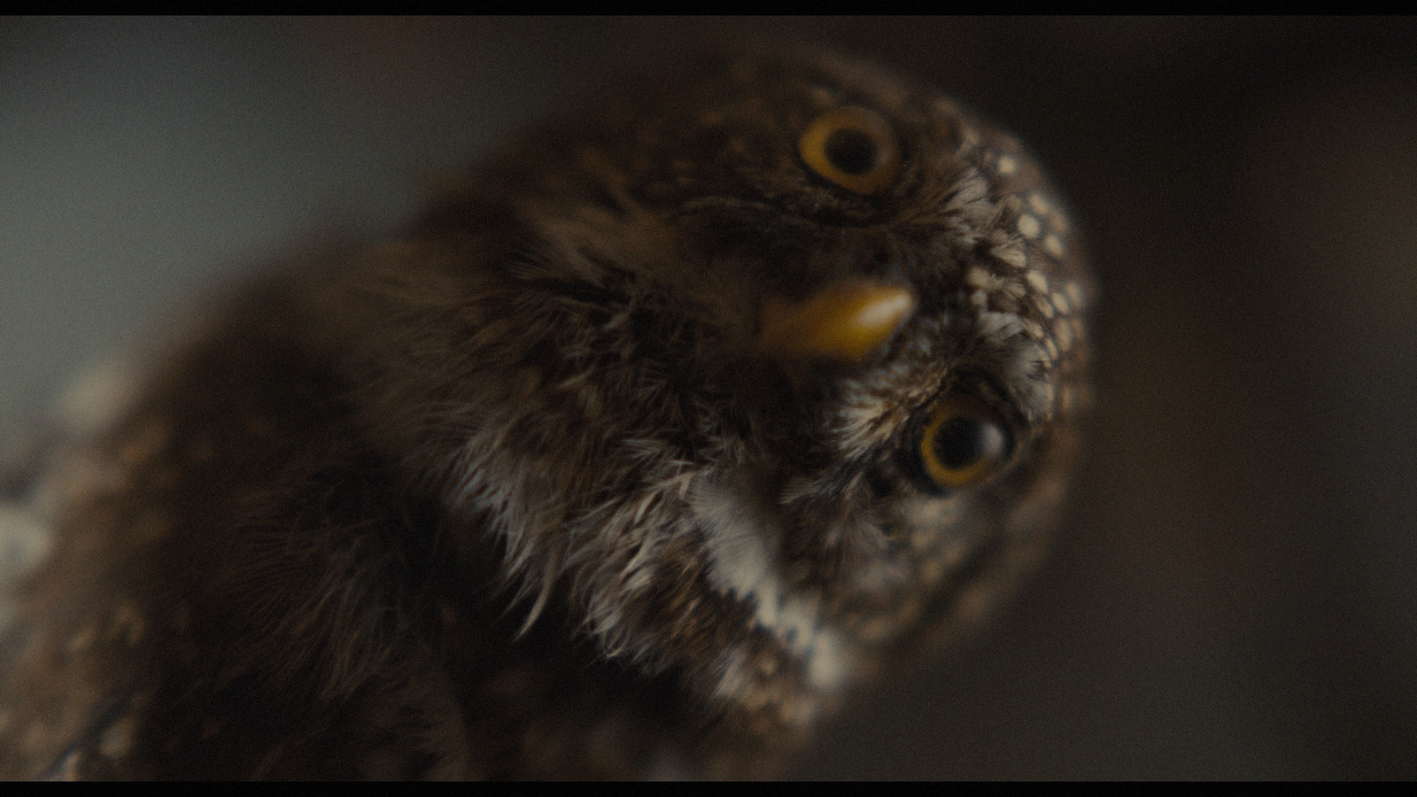 a close up of an owl's face with a blurry background