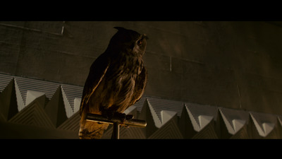 an owl sitting on top of a wooden pole