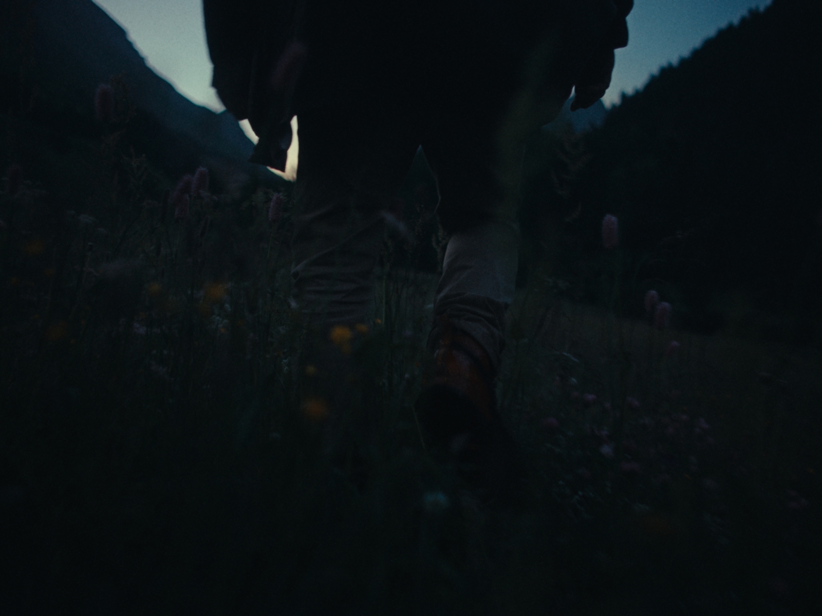 a person walking through a field of flowers