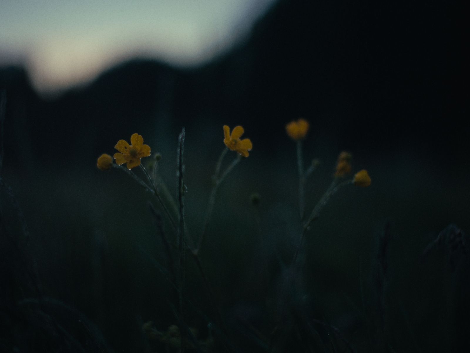 some yellow flowers in a grassy field