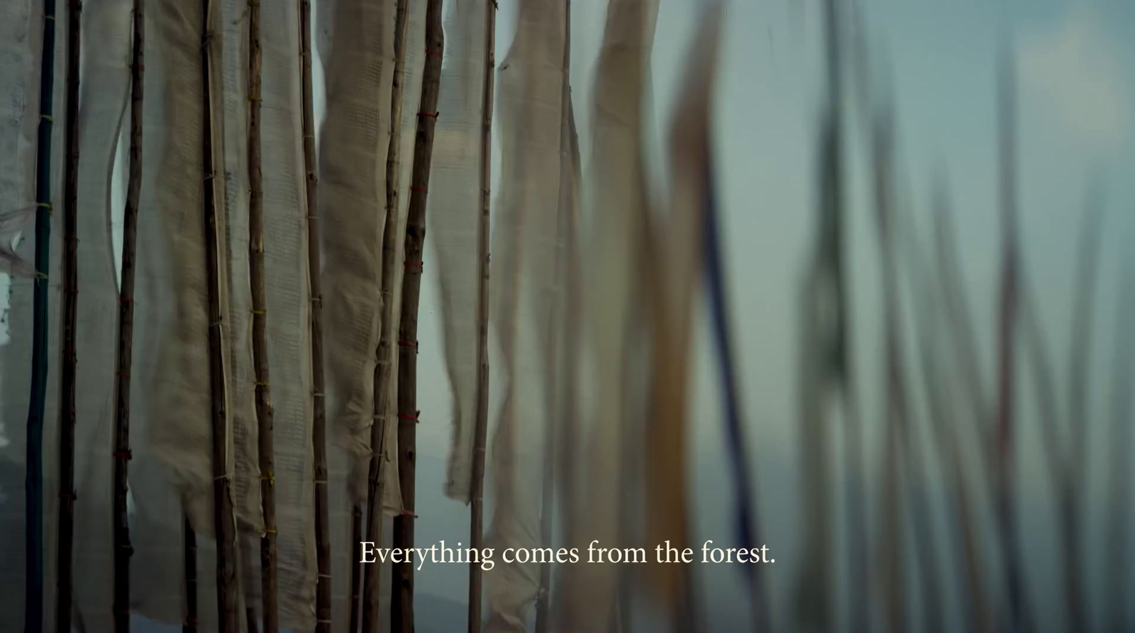 a picture of a group of trees with the words everything comes from the forest