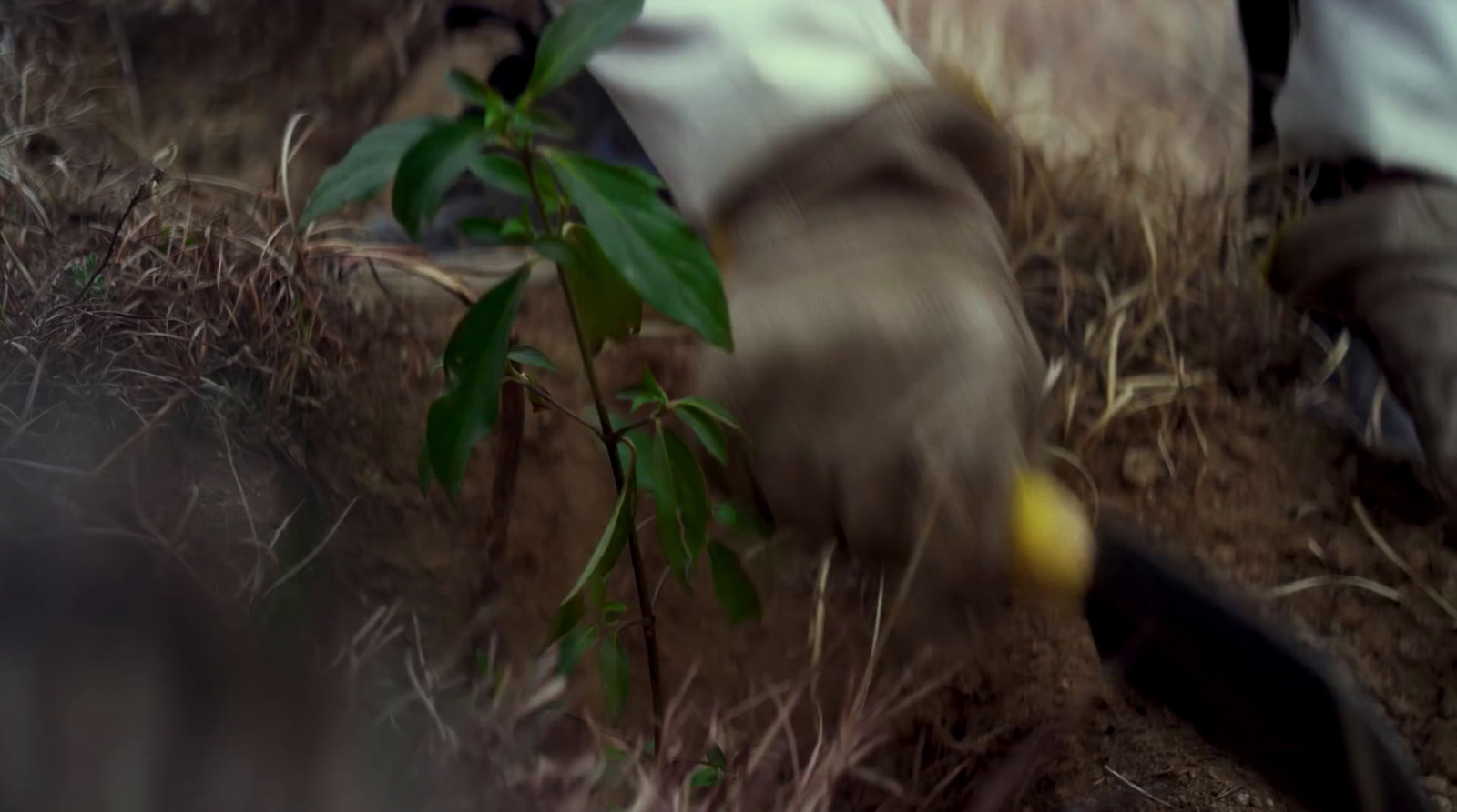 a person picking up a plant from the ground