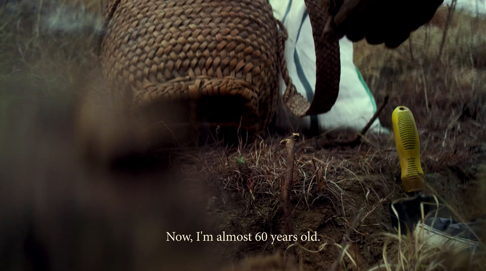 an elephant that is standing in the grass