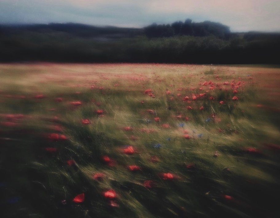 a field full of red flowers under a cloudy sky