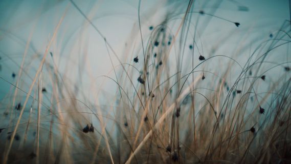 a close up of some tall grass with a blue sky in the background