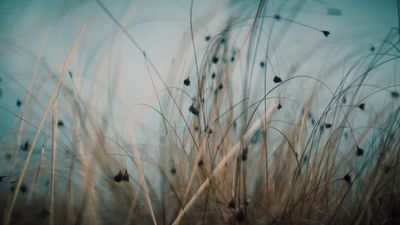 a close up of some tall grass with a blue sky in the background