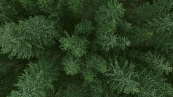 the top view of a green forest with lots of trees