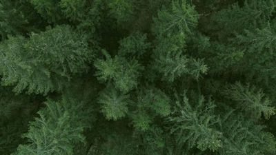 the top view of a green forest with lots of trees