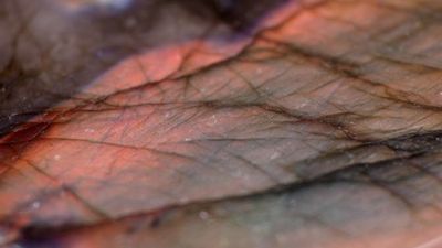 a close up of a leaf's skin with a red spot