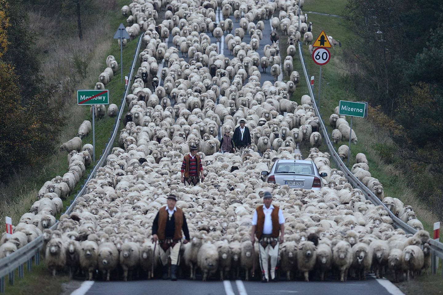 a large herd of sheep crossing a road