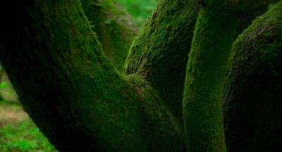 a close up of a tree with moss growing on it