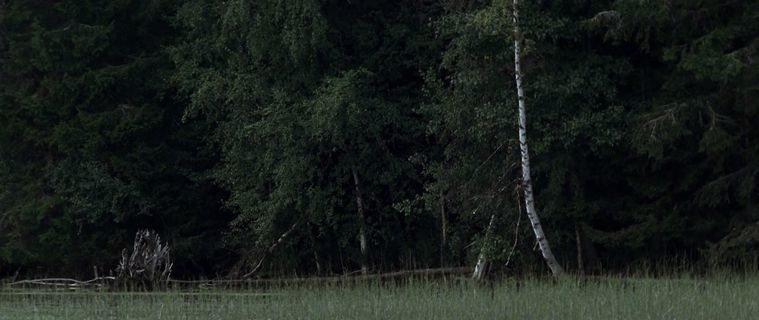 a bear standing in a field next to a forest