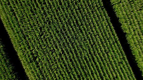 an aerial view of a field of grass