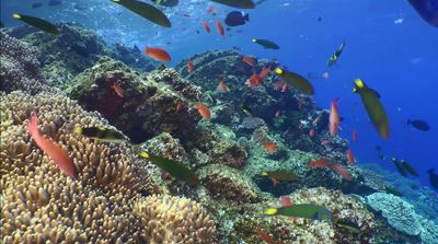 a large group of fish swimming over a coral reef