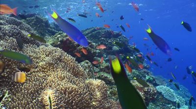 a large group of fish swimming over a coral reef